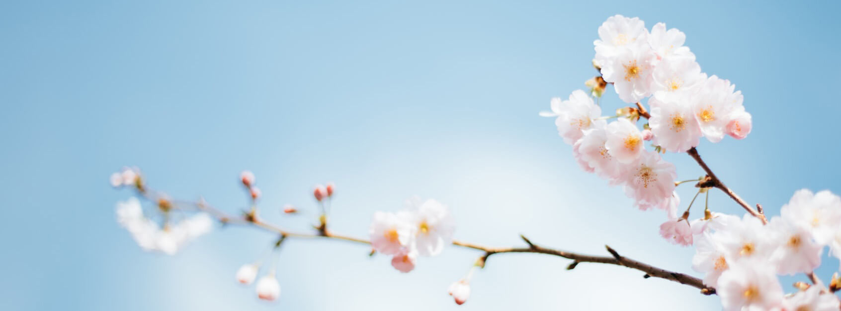 领悟黄花菜